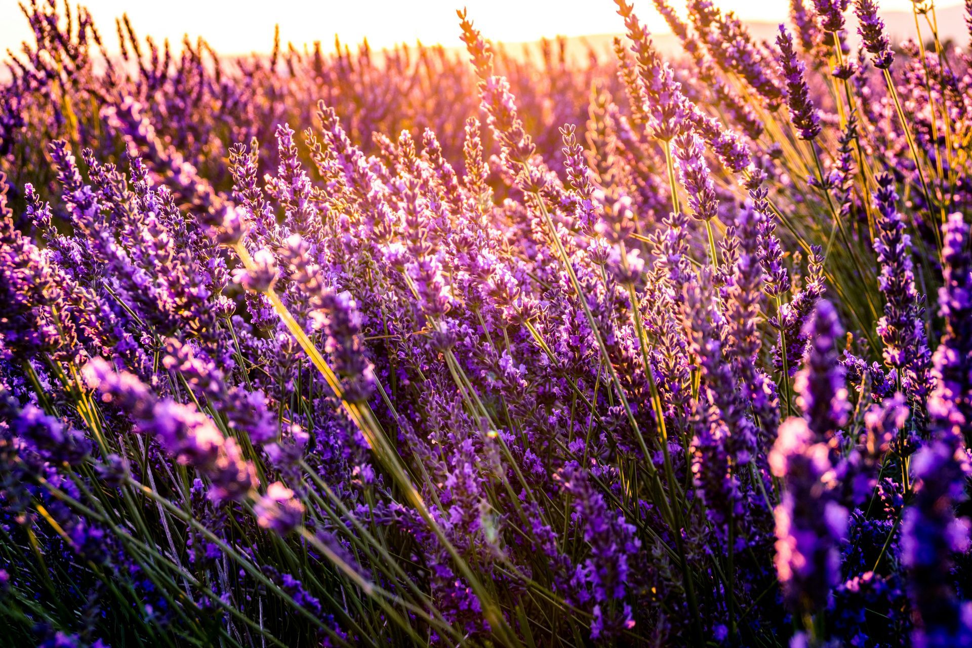 Mayfield Lavender Mayfield Lavender