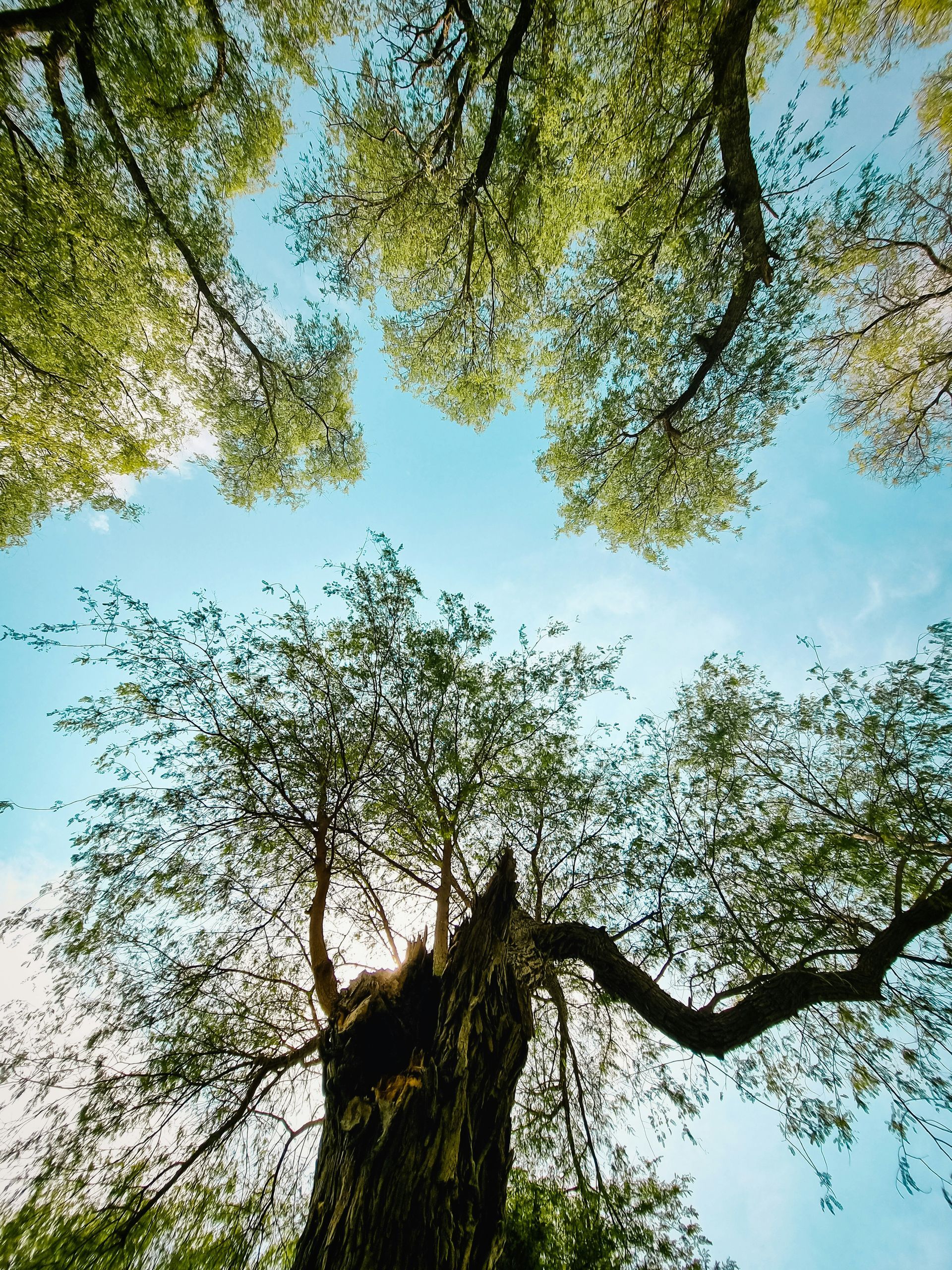 Mushrif National Park