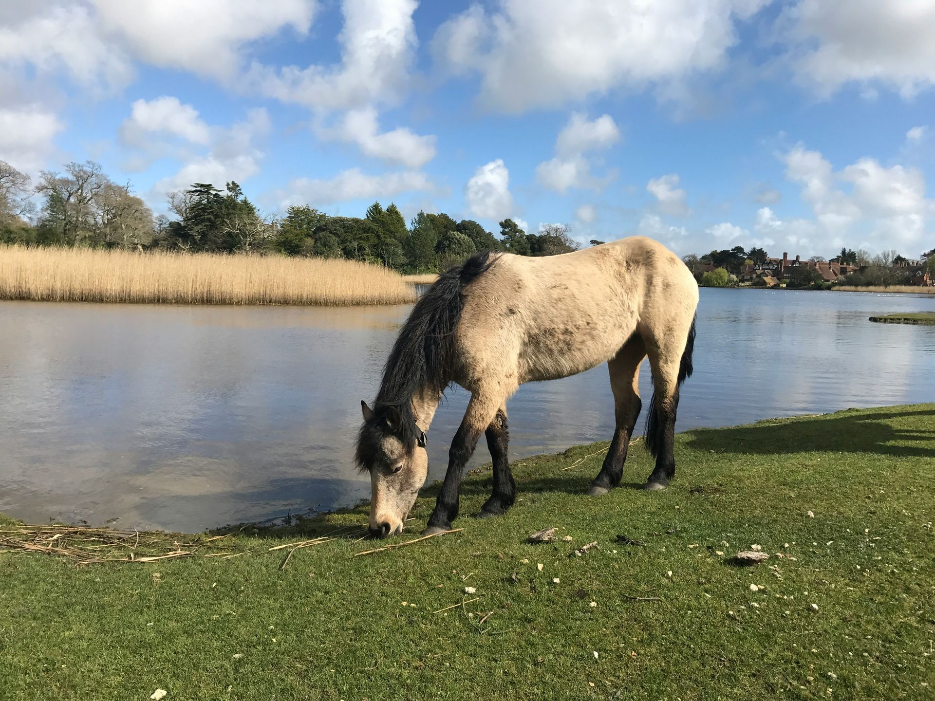 New Forest New Forest
