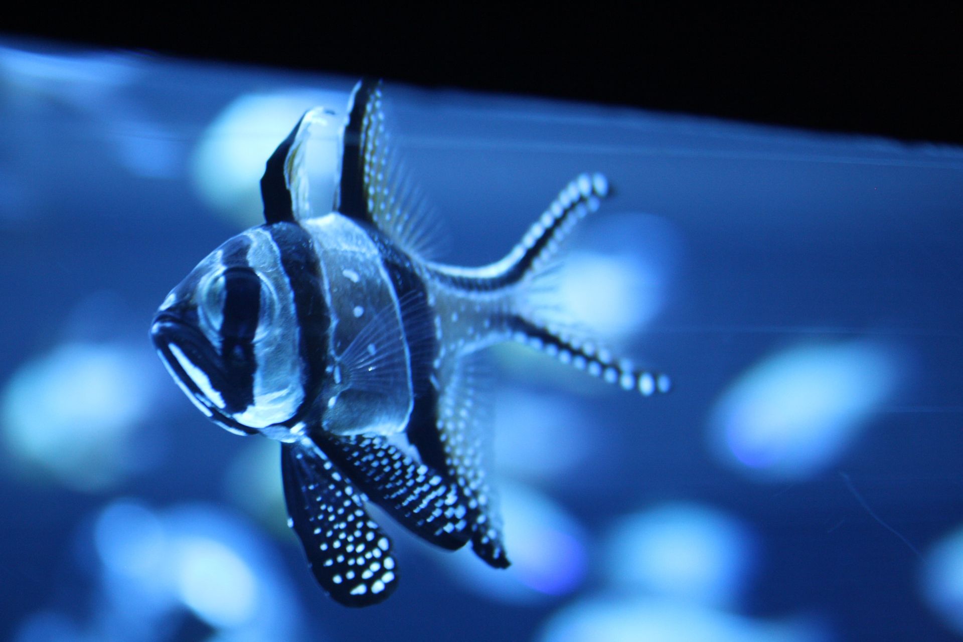 Palma Aquarium Palma Aquarium
