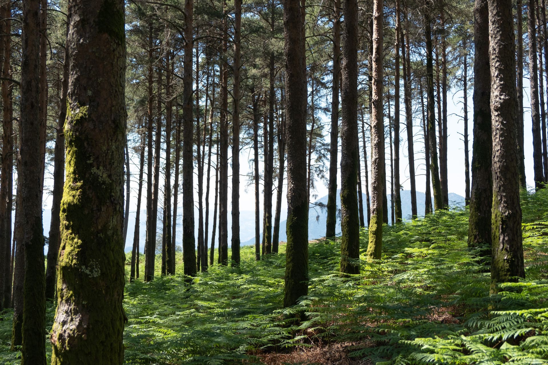 Parco Nazionale Foreste Casentinesi Parco Nazionale Foreste Casentinesi