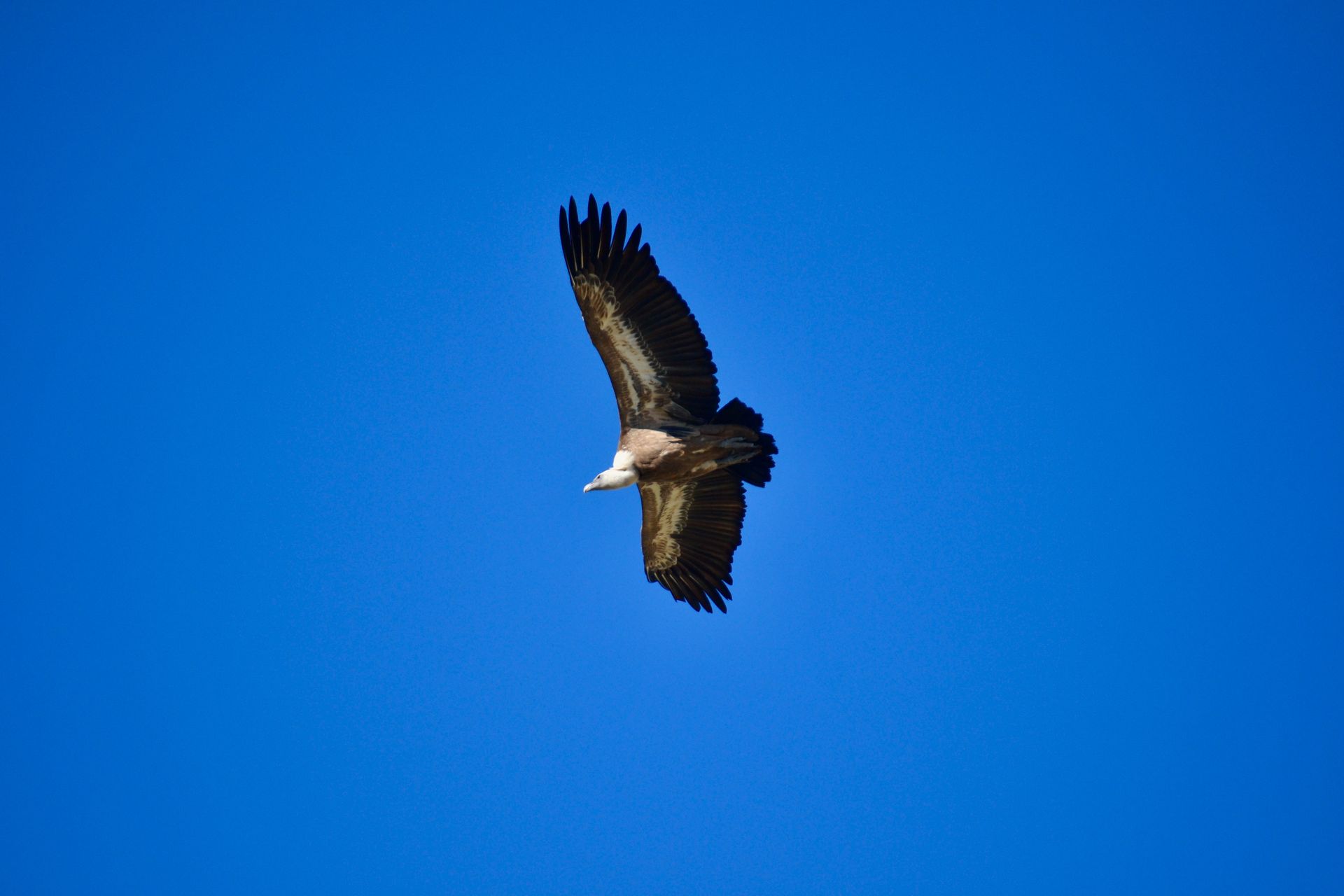 Parque Nacional de Monfragüe
