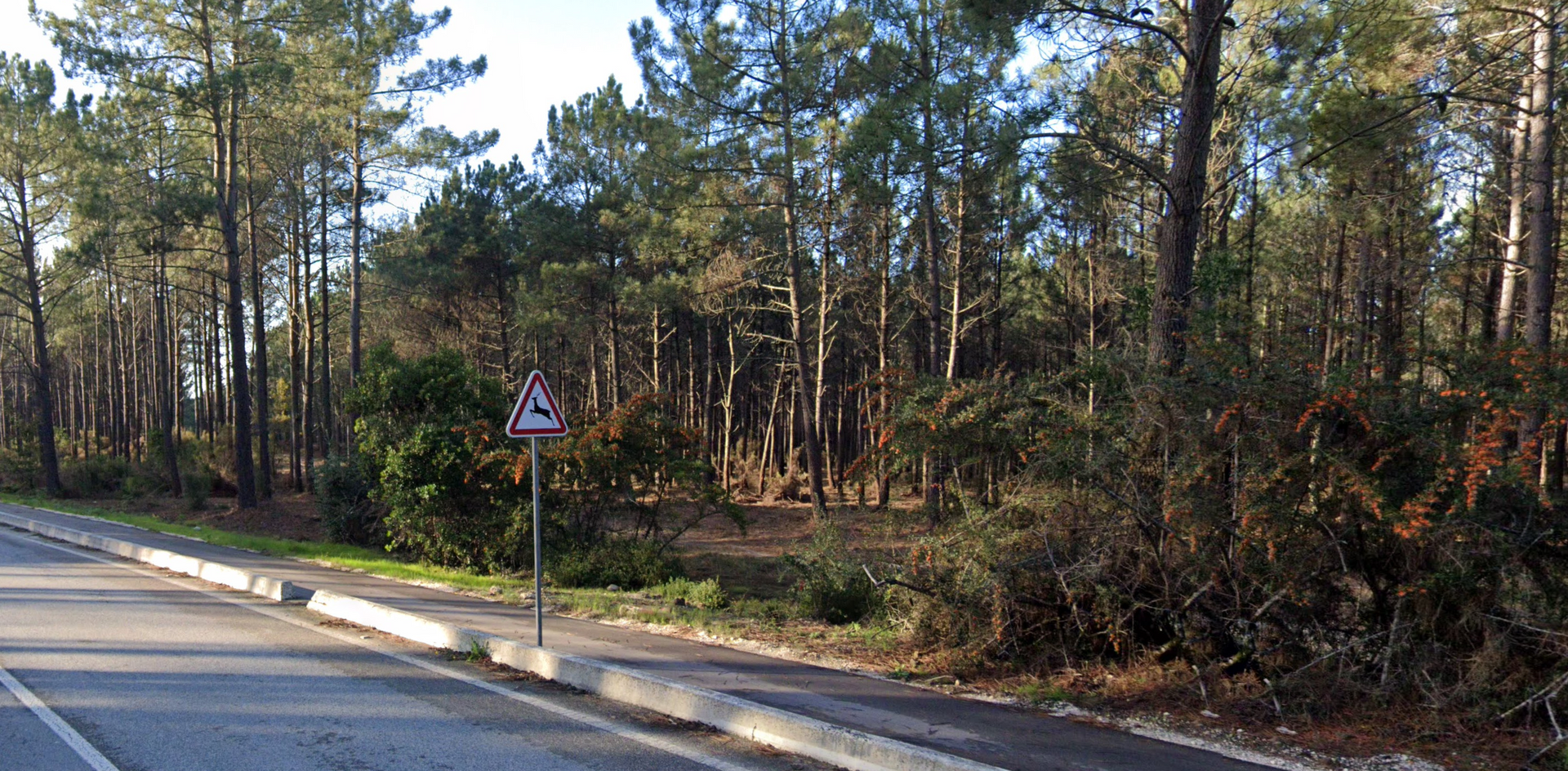 Pinhal de Leiria by Google Earth Pinhal de Leiria by Google Earth