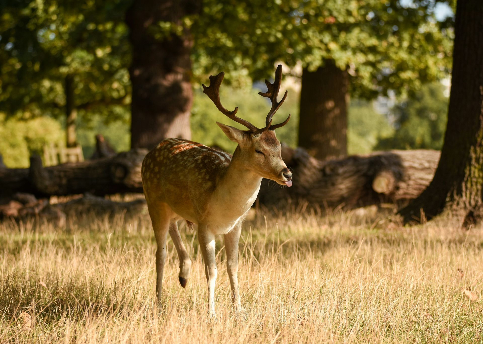 Richmond Park