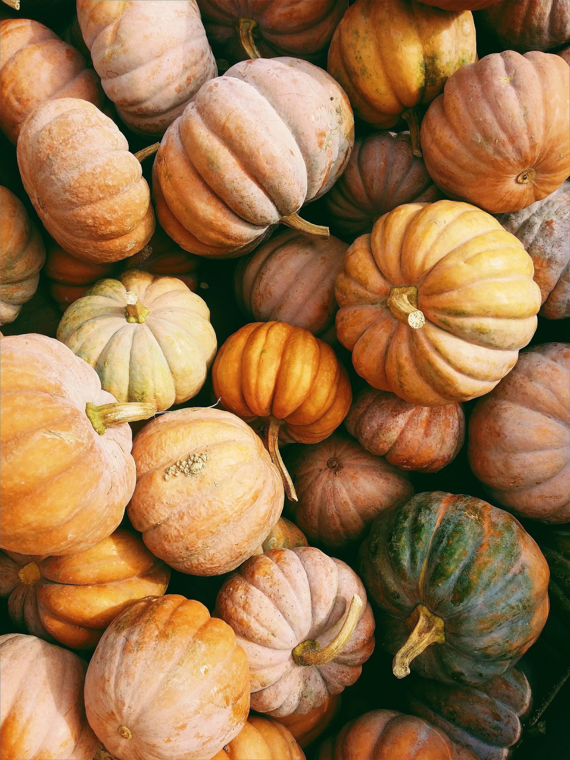 Savor Pumpkin Cappellacci