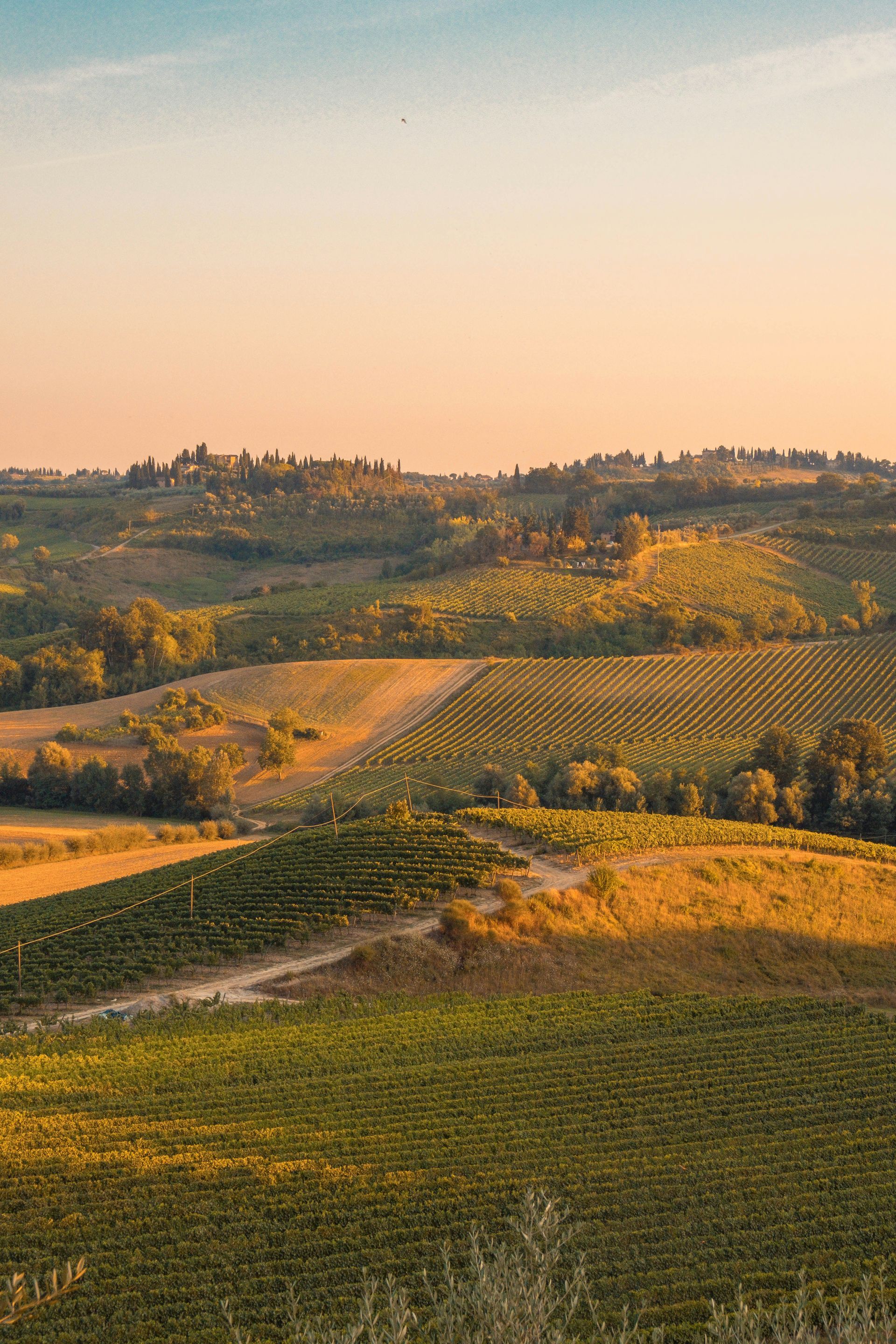 Panoramic view of hills and vineyards