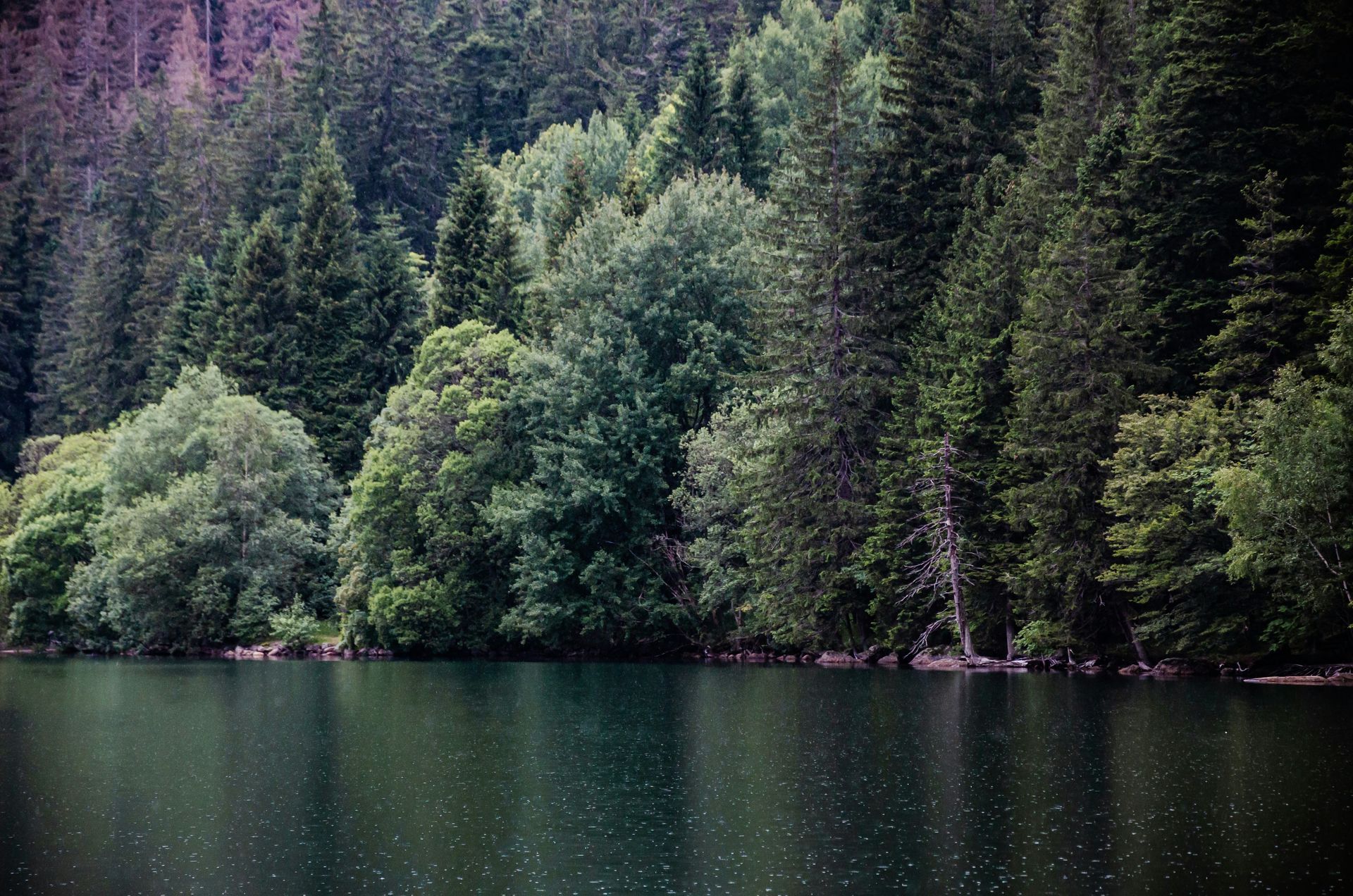 Sumava
