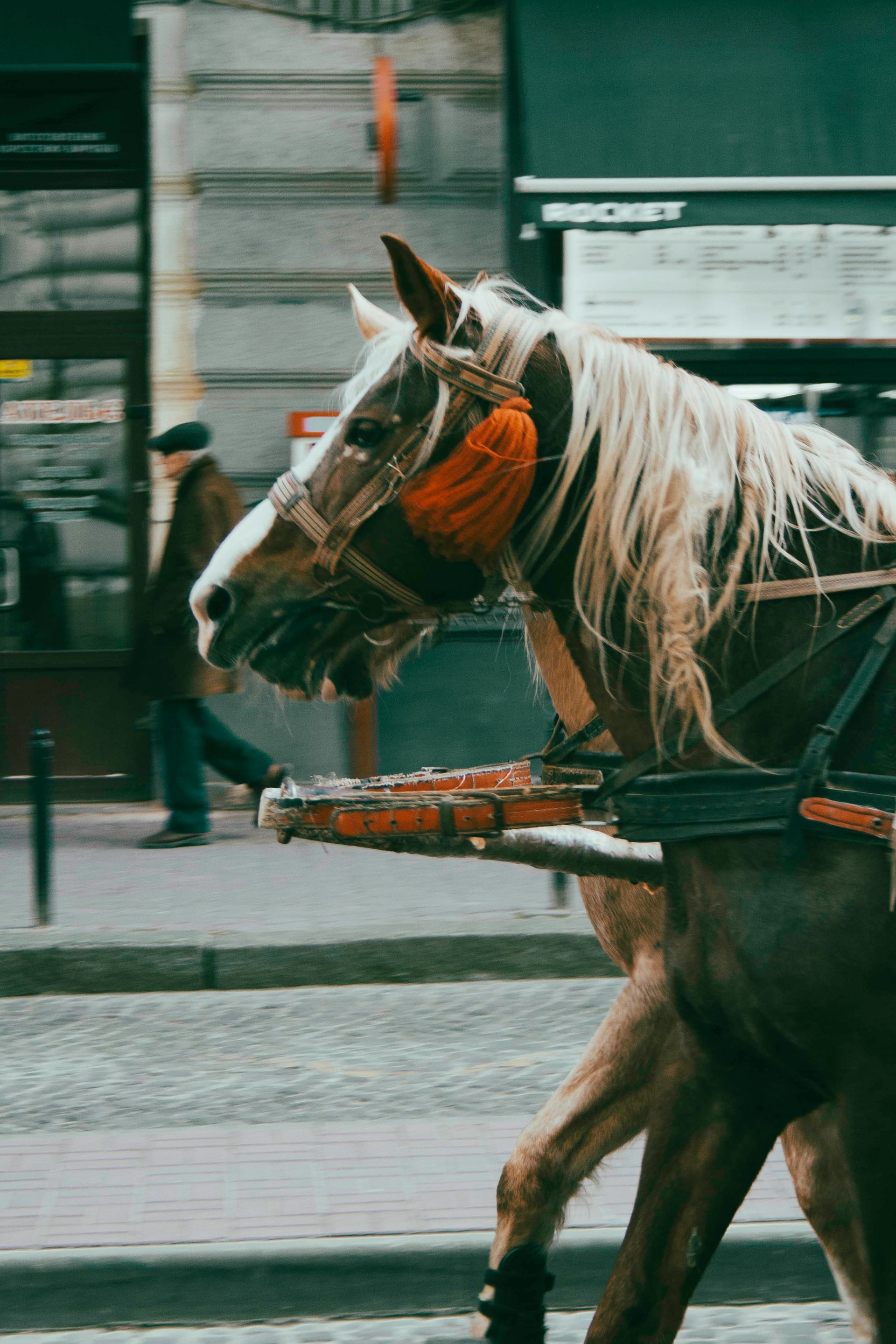 The Cavalcata Sarda