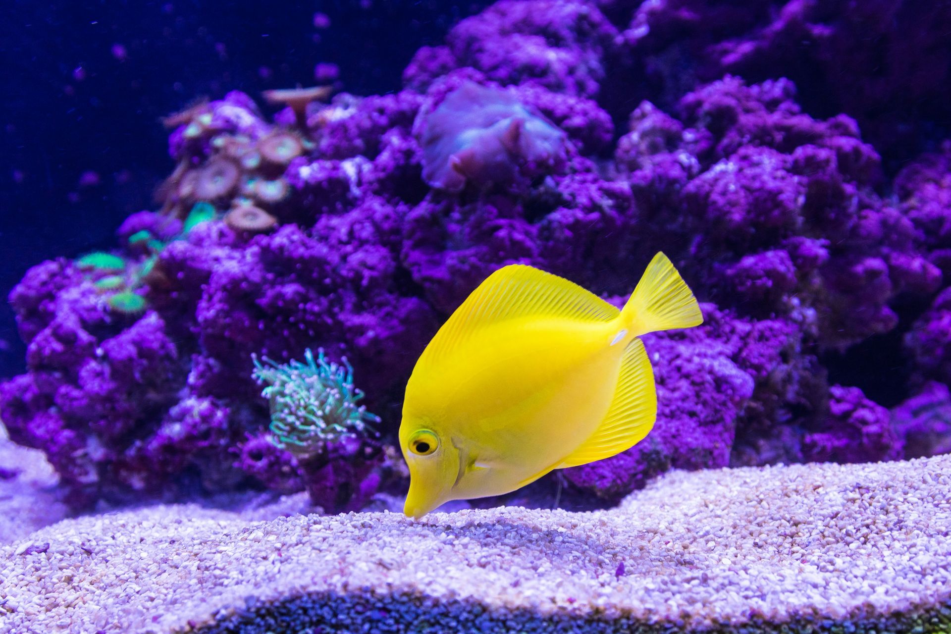The National Aquarium Abu Dhabi