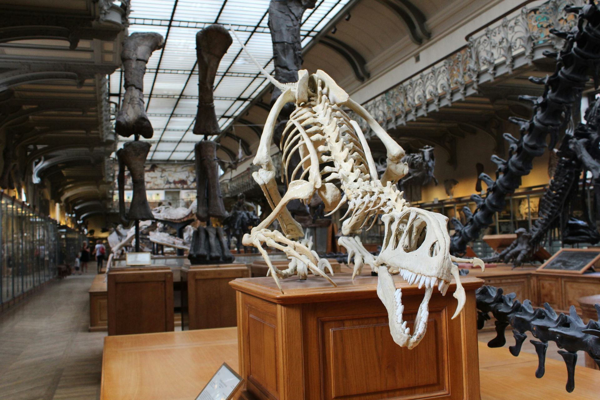 The Natural History Museum The Natural History Museum