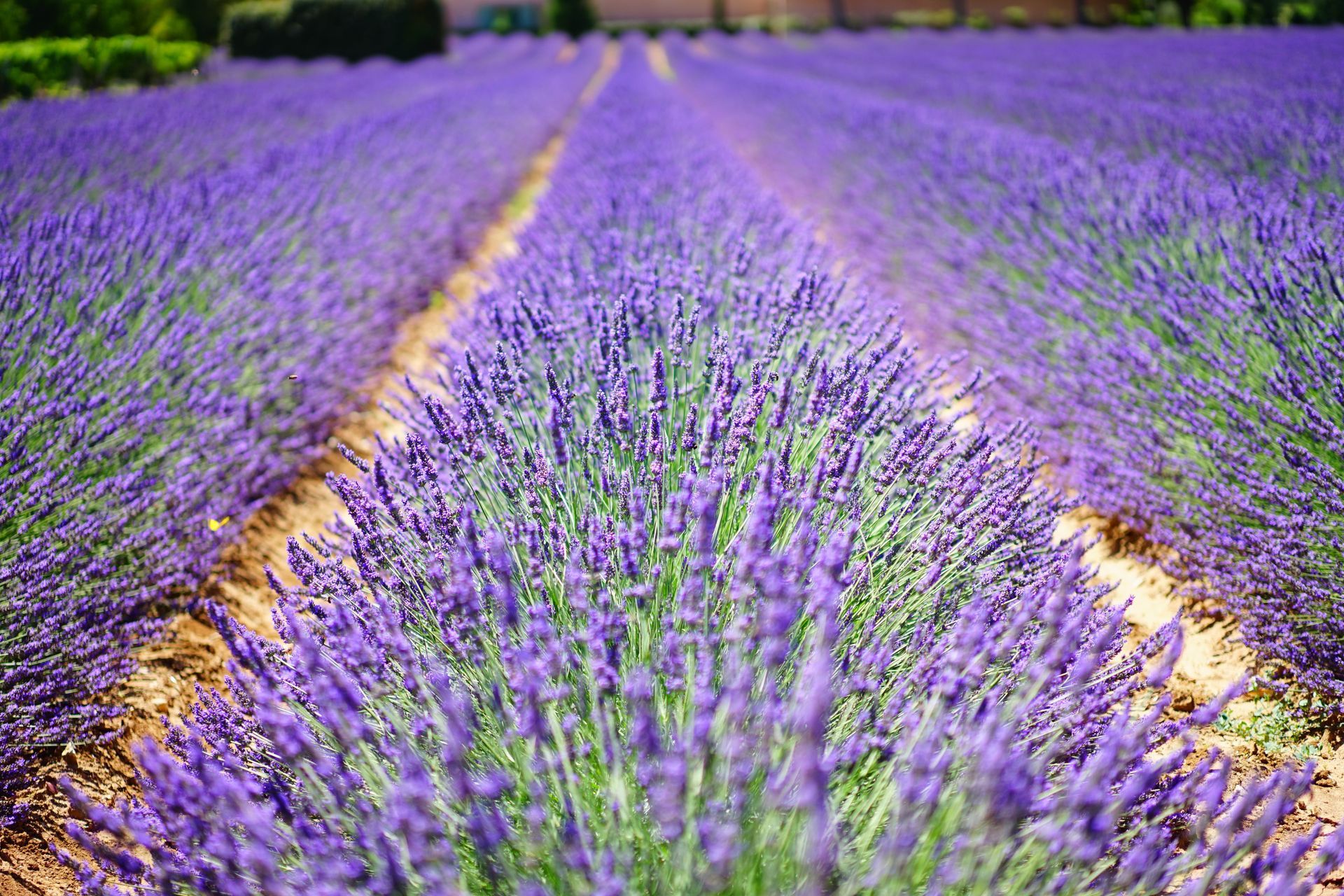 Things to do in Aix-en-Provence