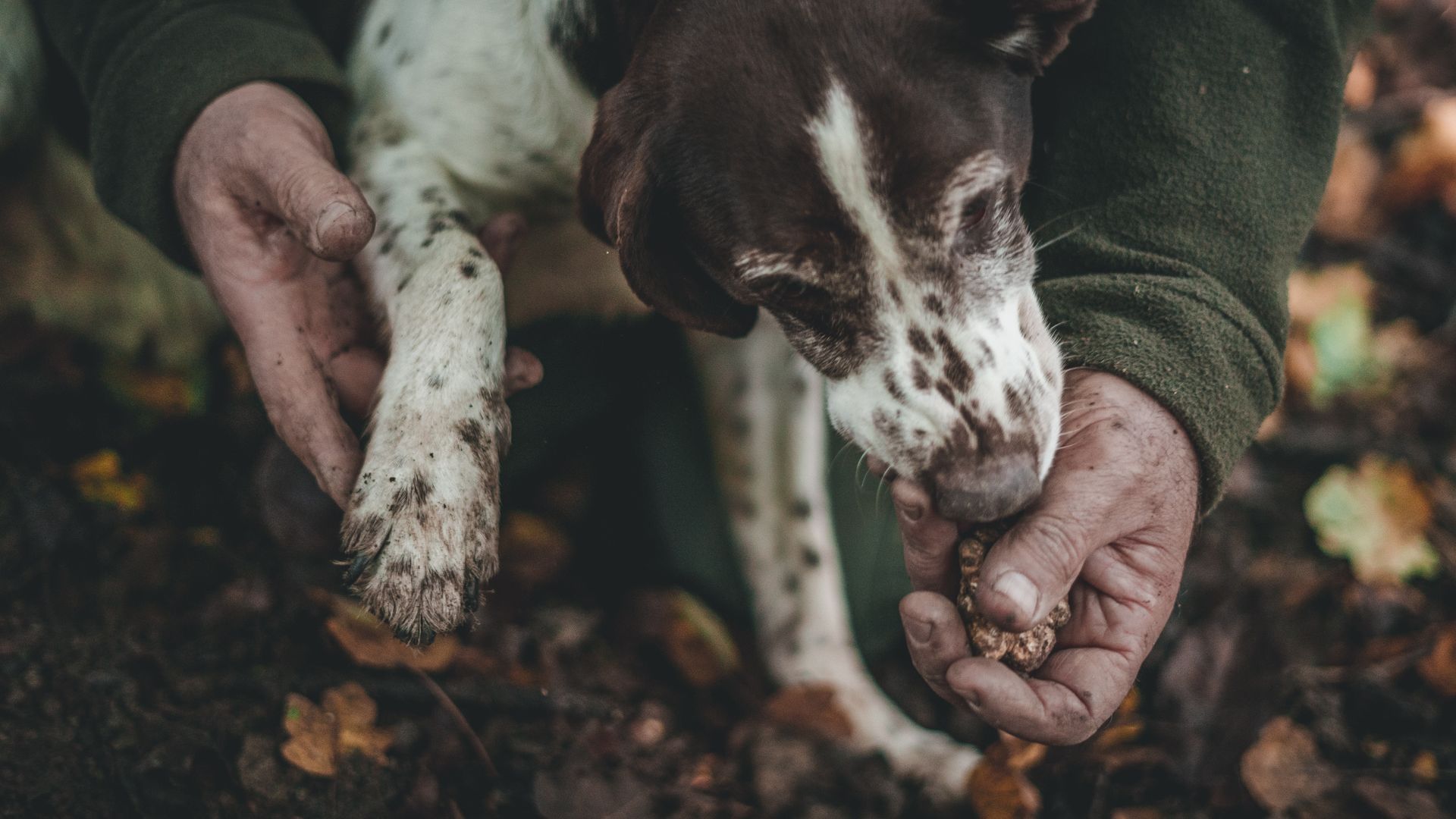 Truffle Hunting Truffle Hunting
