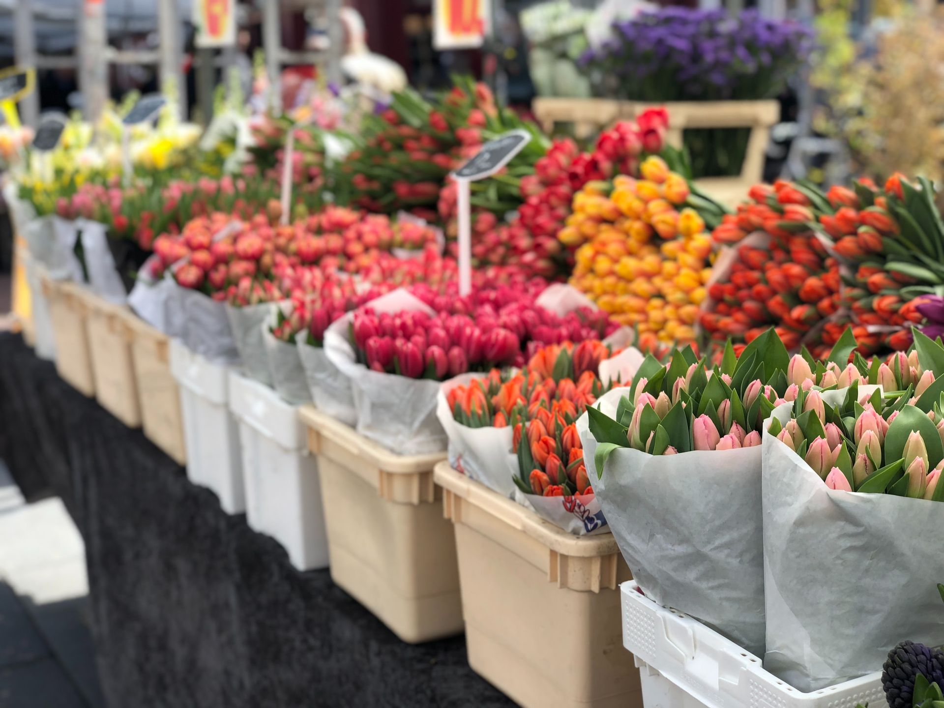 Visit the Markets