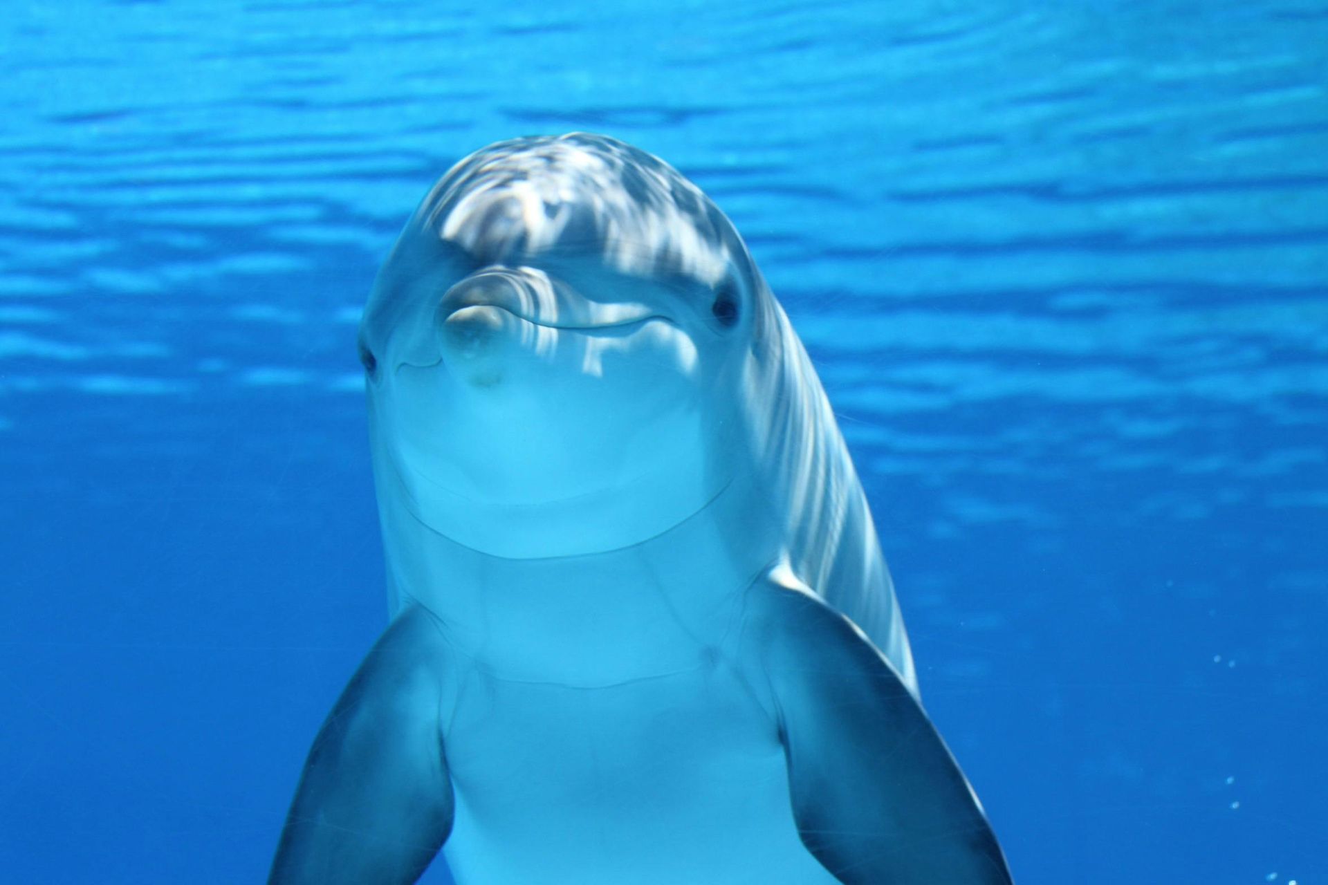 Whale and dolphin watching in Tenerife
