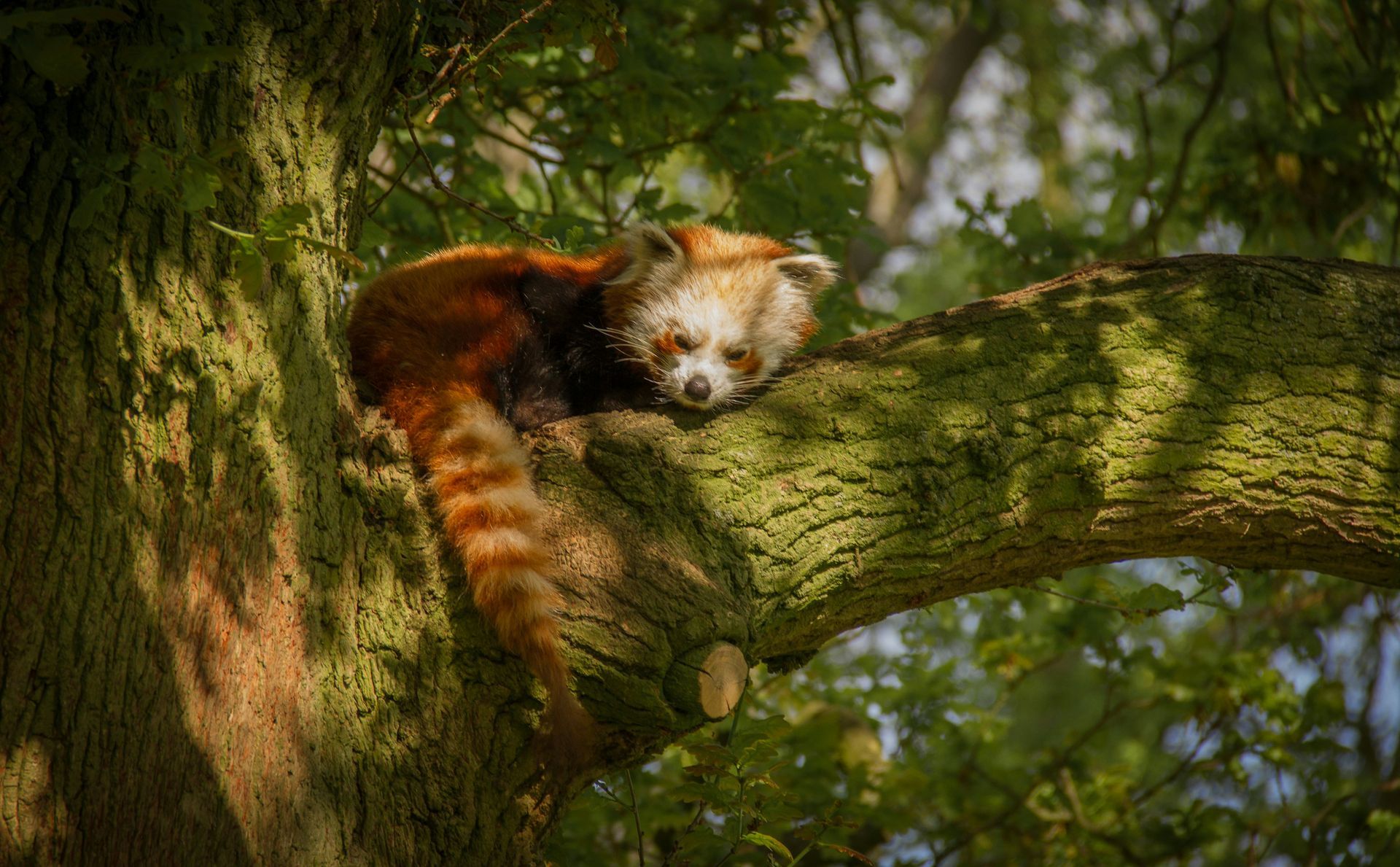 Whipsnade Zoo Whipsnade Zoo