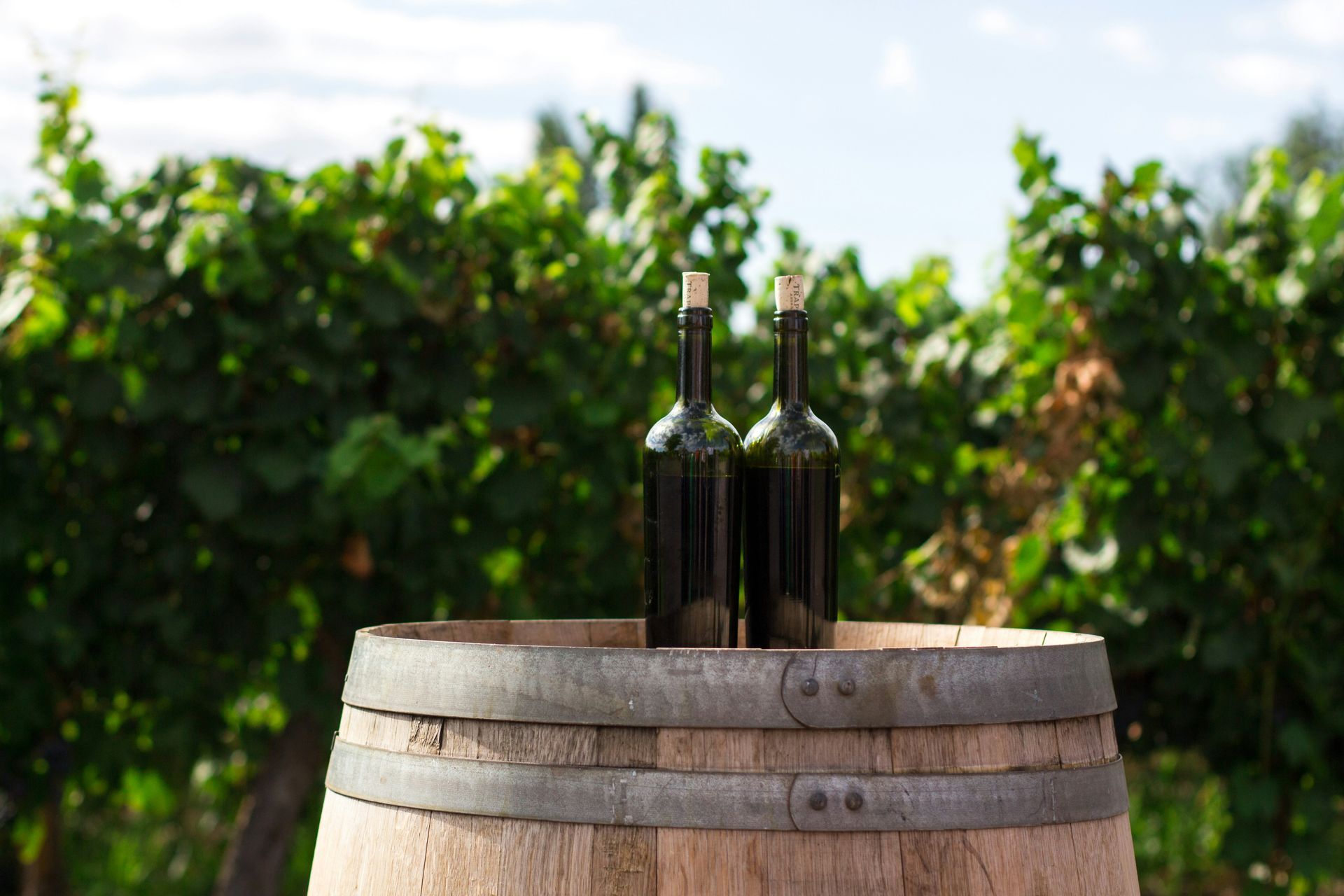 Wine Tour Wine Tour