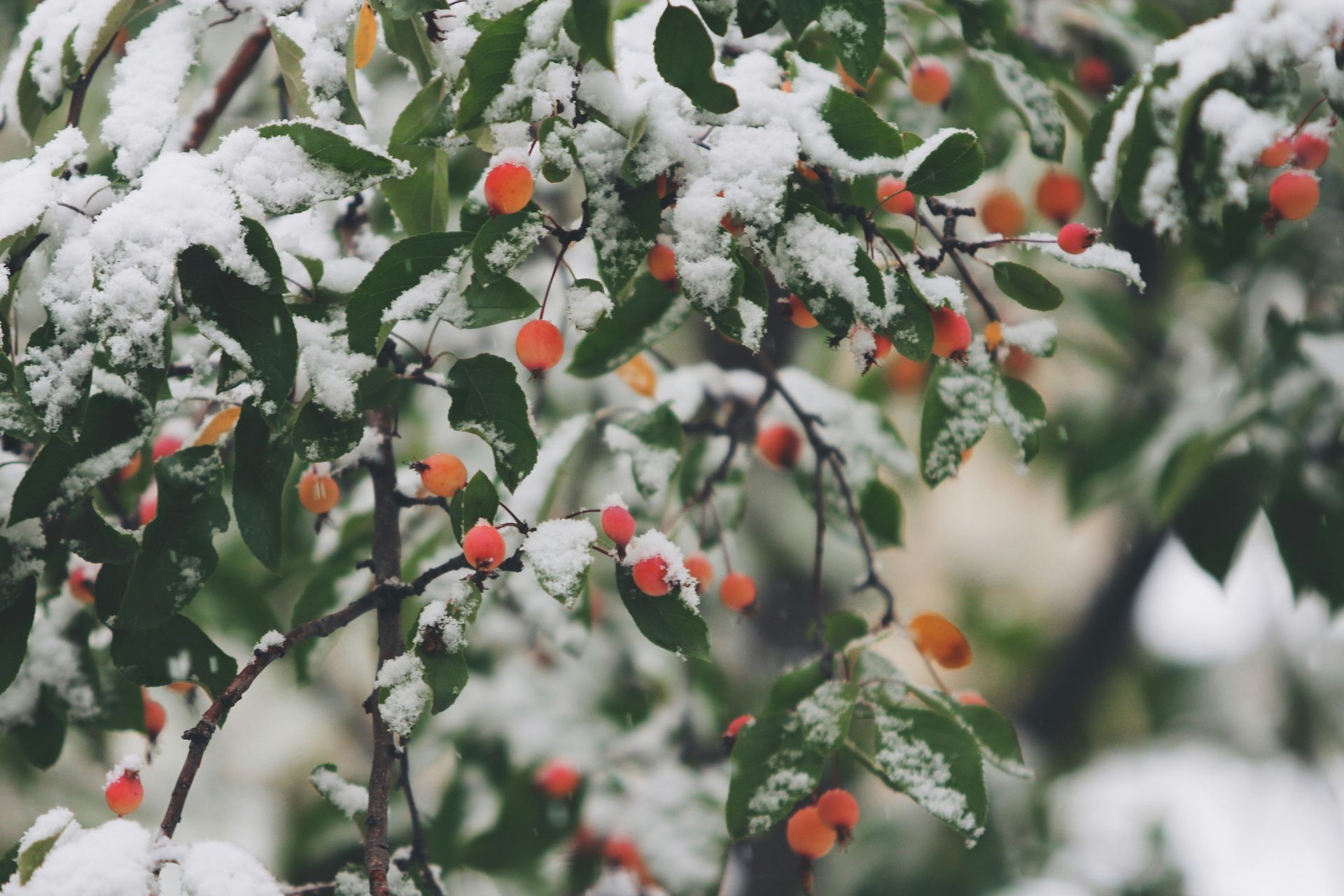 Winter