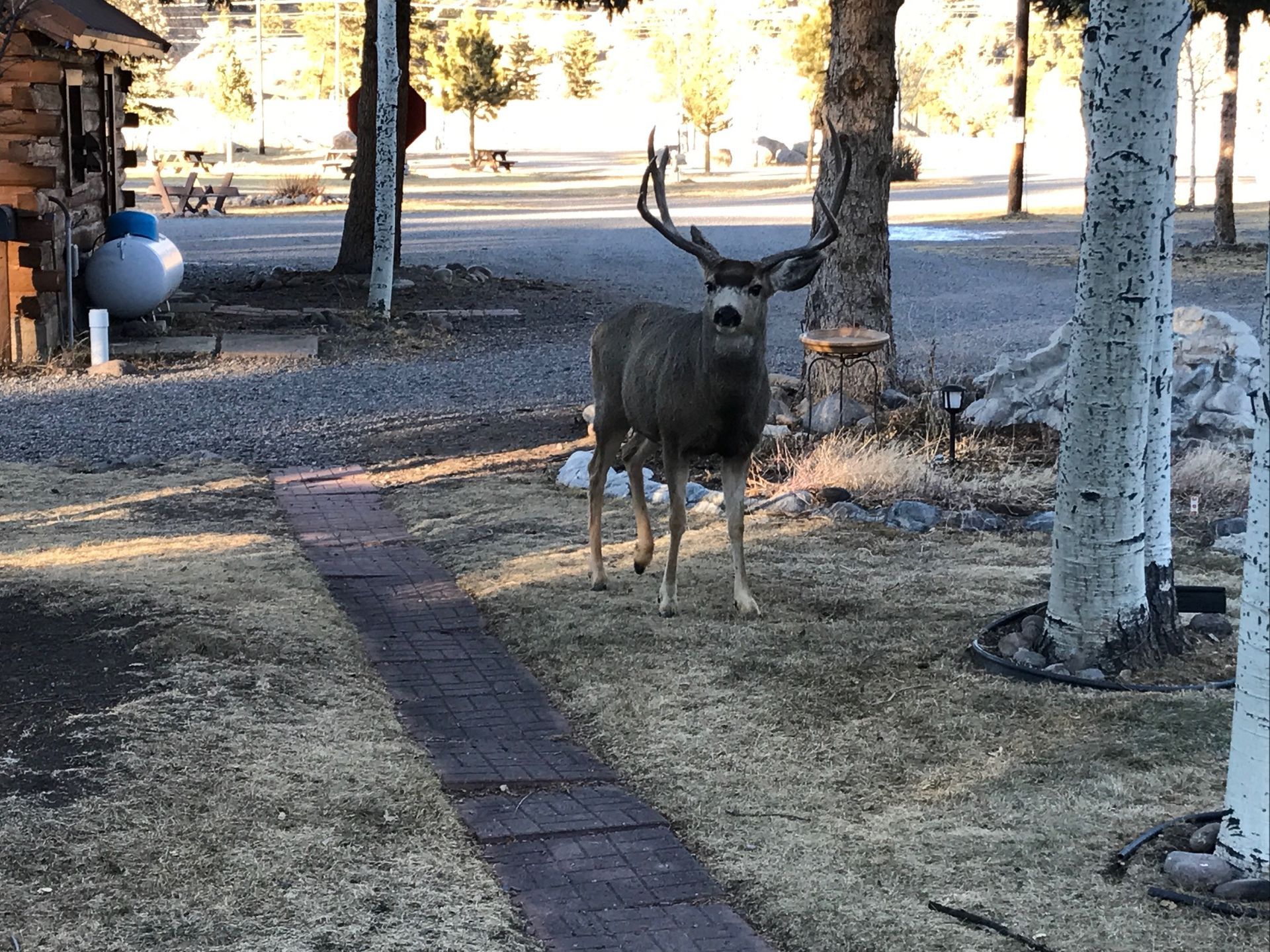 wild buck
