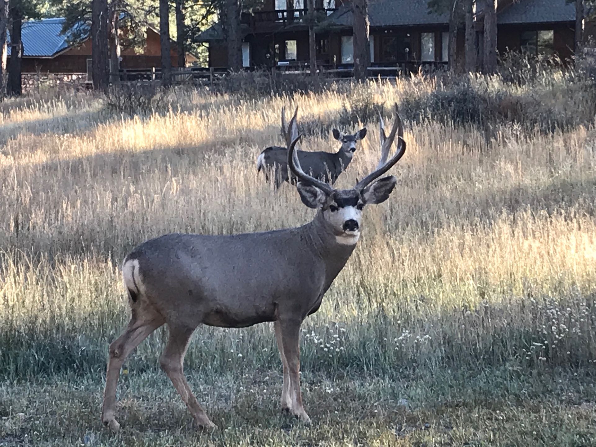 wild deer