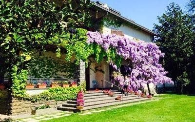 Una casa con una scala in pietra e una grande pianta di glicine viola in piena fioritura che ricade a cascata sull'edificio.