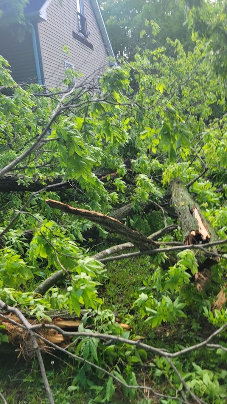 Fallen tree limbs and dense green leaves blocking a yard near a house after storm damage