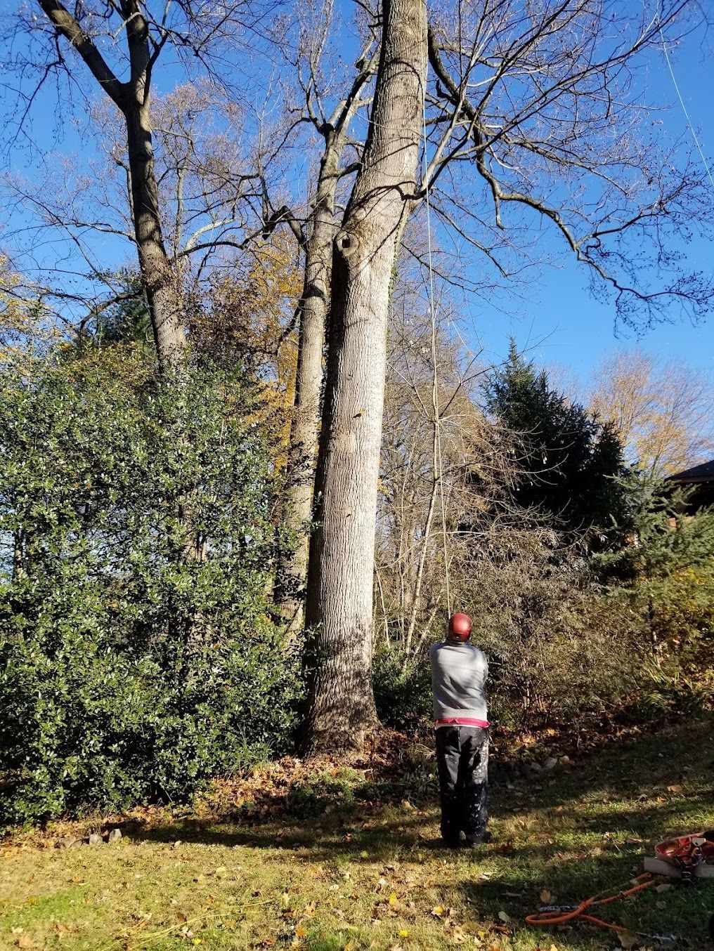 Person standing on a sunny woodland path beside tall trees and dense bushes.