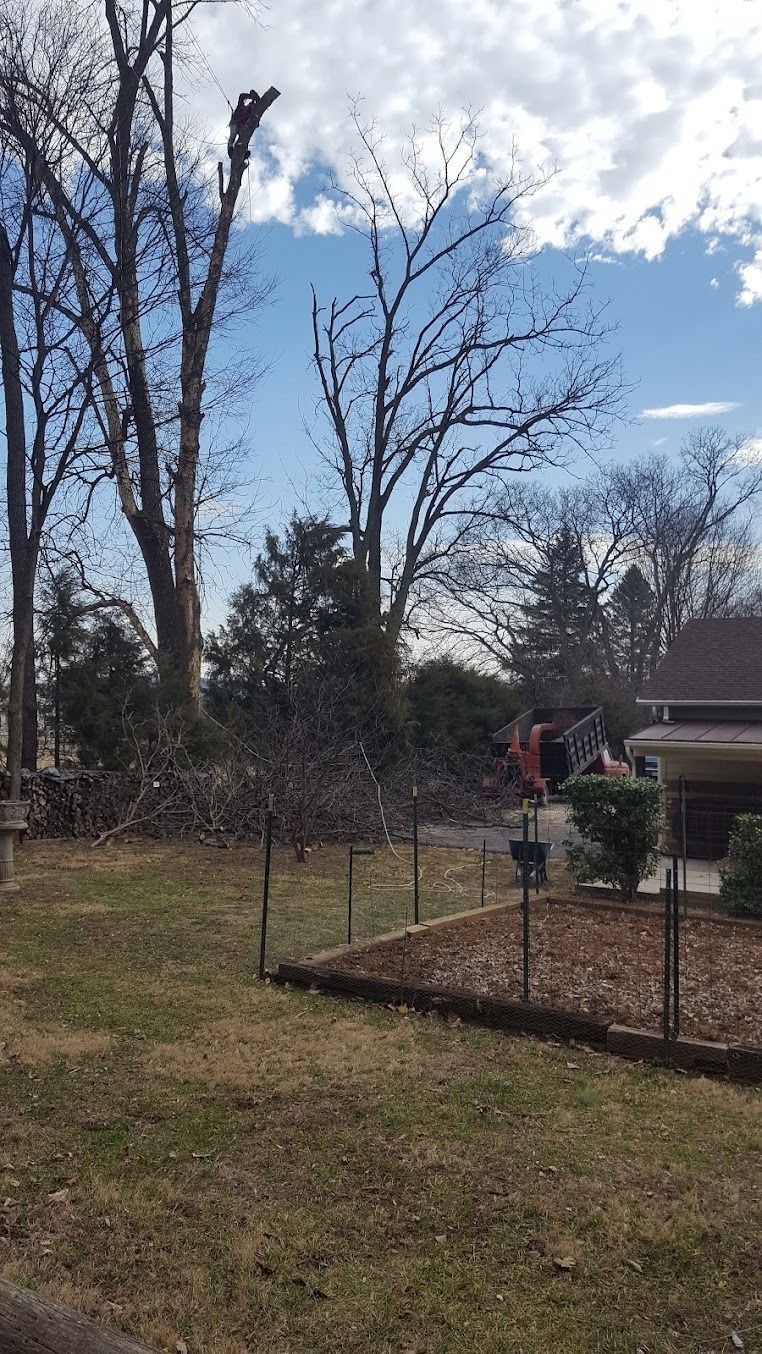 Leafless trees and a fenced yard with a small birdhouse under a cloudy blue sky.