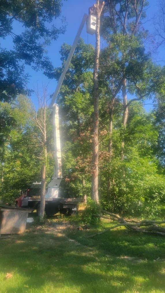Tree services truck and tall trees in a sunny, grassy yard with a clear blue sky.