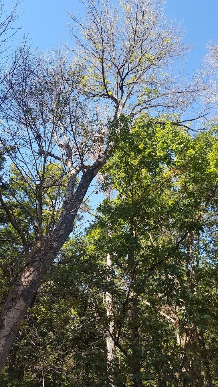 Tall trees with sparse green leaves reaching into a bright blue sky