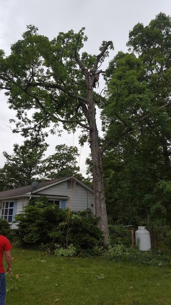 Tall tree beside a small house in a grassy yard, with a person partially visible at left.