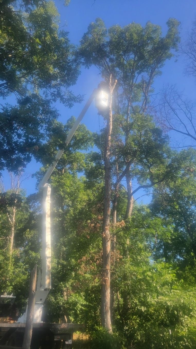 Tall trees in a sunny green park with a bright light shining through the branches.
