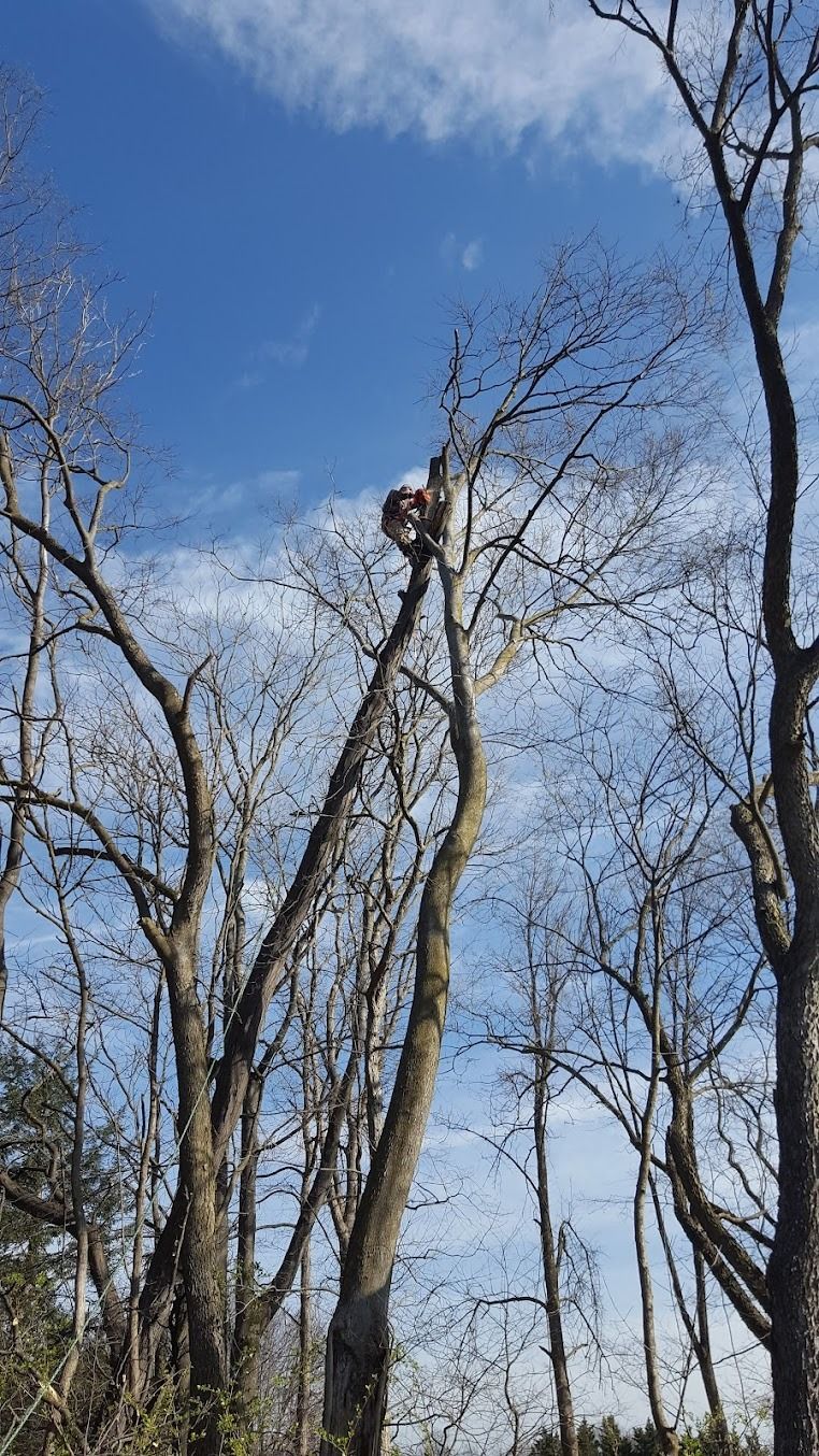Person on a tall tree branch against a clear blue sky in a leafless wooded area