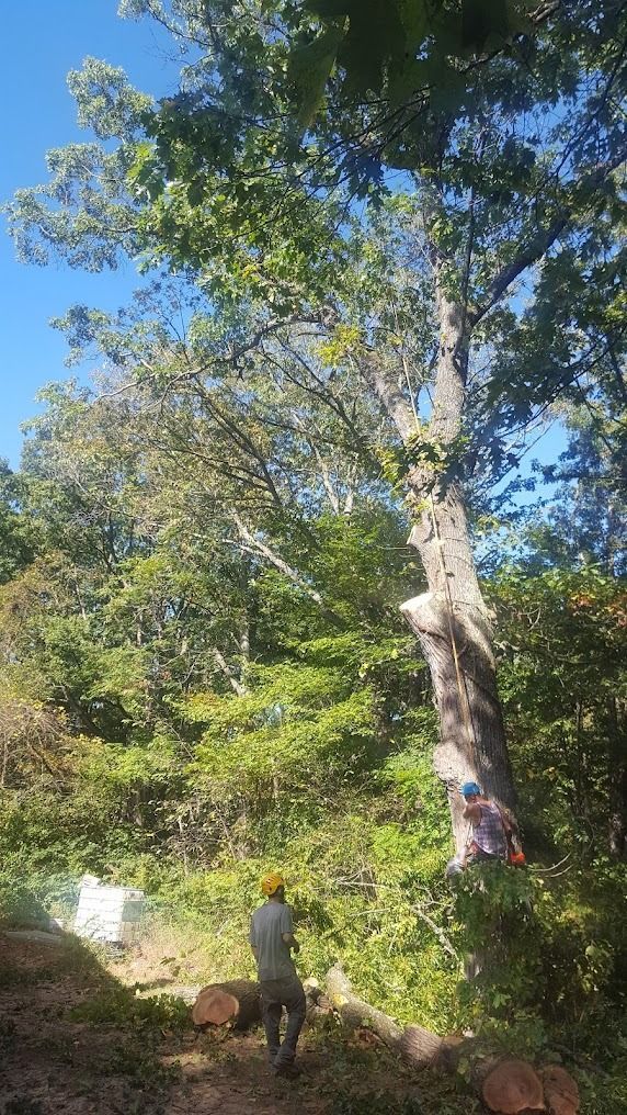 People standing by a large tree in a sunny wooded area, with a clear blue sky overhead.