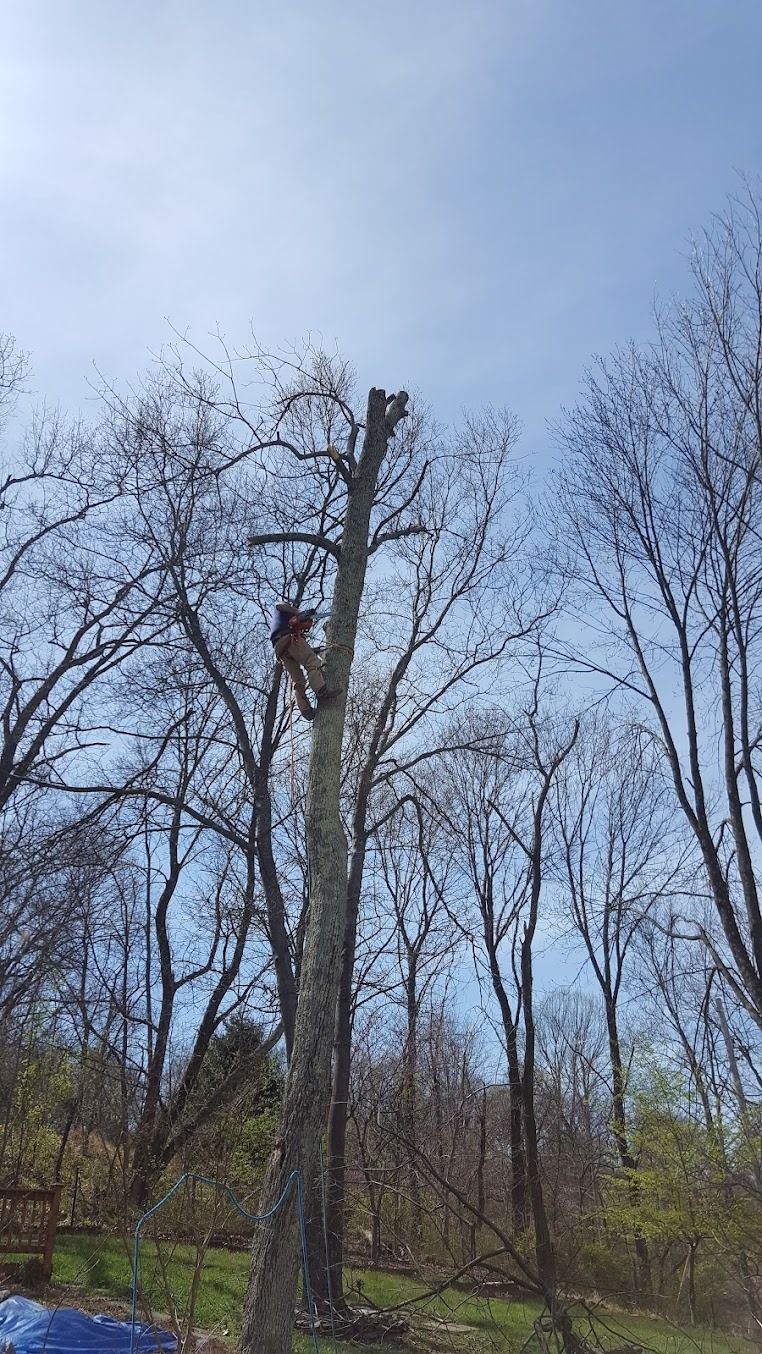 Leafless trees in a wooded area with a tall dead trunk against a blue sky.