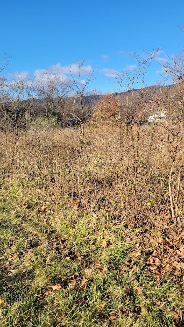 Overgrown field with dry brush and green grass under a bright blue sky