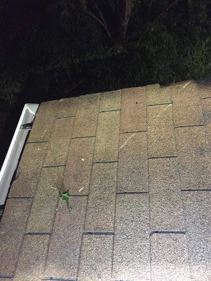 Close-up of a shingled roof with a gutter edge and a small plant growing through a gap.