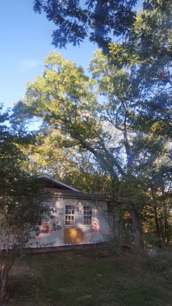 Small house partly hidden by tall trees in a sunny wooded yard