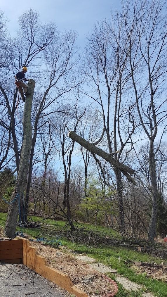 Worker in a tree trimming branches in a wooded yard, with a second tree bent over nearby.