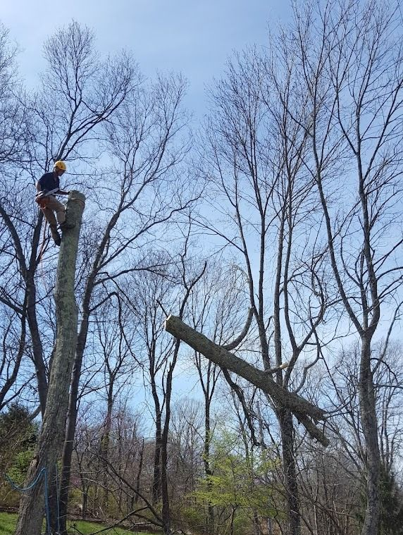 Person in a yellow helmet trims a tall tree in a leafless wooded area.