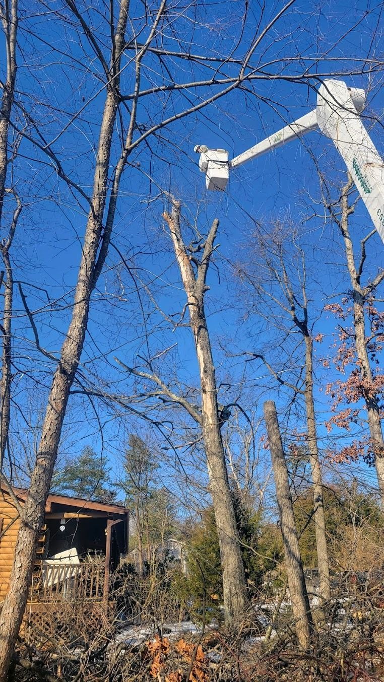 A white bucket truck lifts a worker among leafless trees under a clear blue sky.