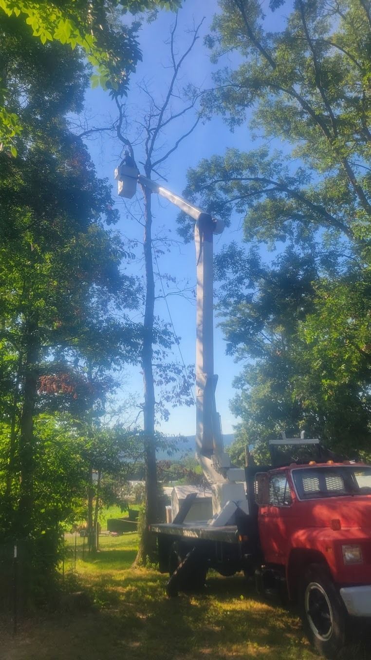 Bucket truck trimming a tall tree beside a red utility truck in a leafy yard
