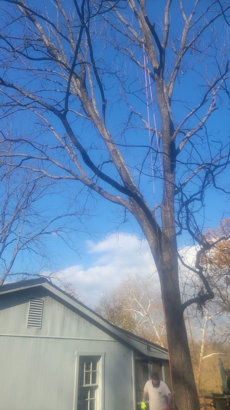 Tall bare tree beside a gray house under a clear blue sky