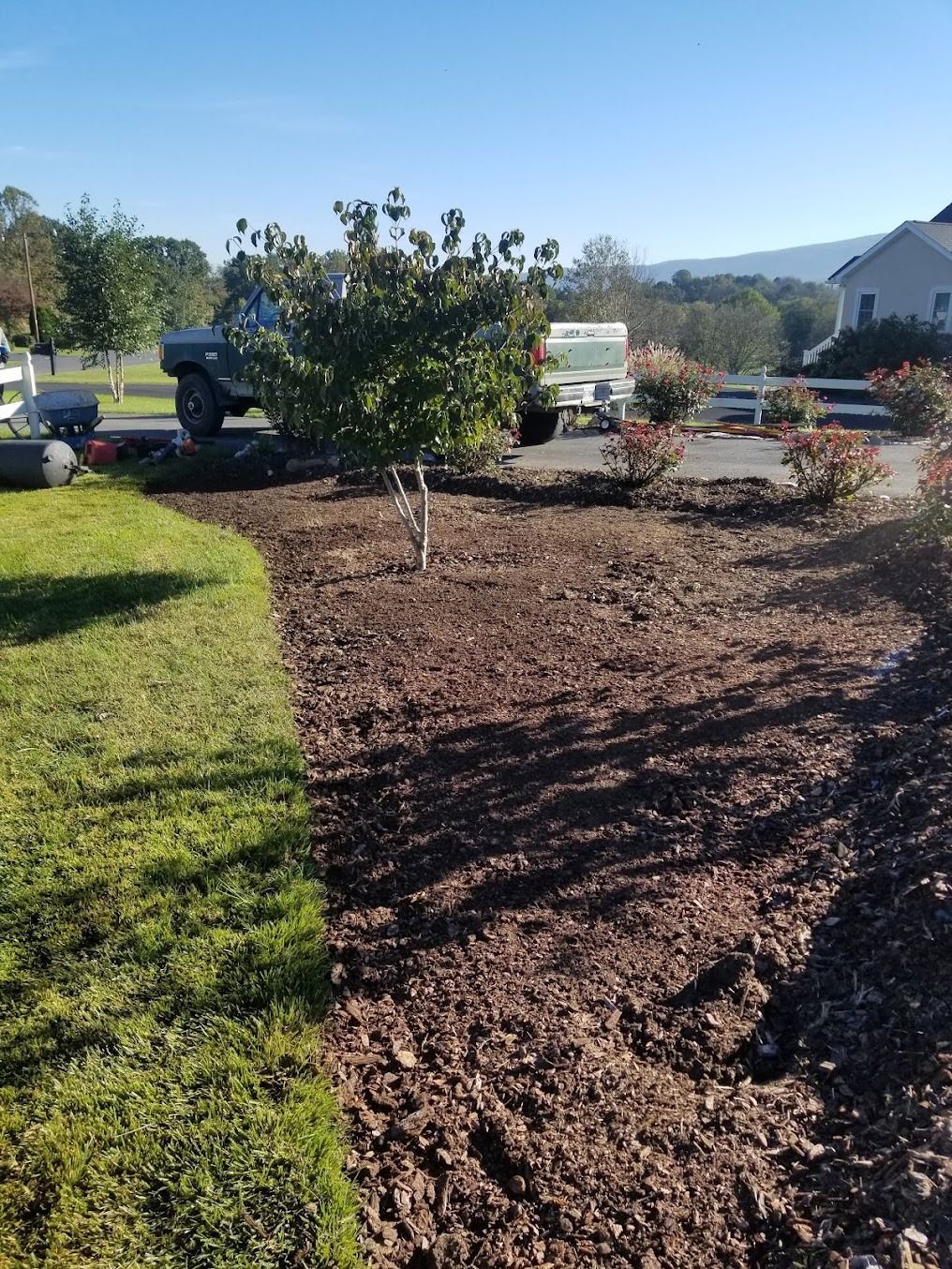 Newly mulched landscaping bed with small trees beside a green lawn, parked truck in the background