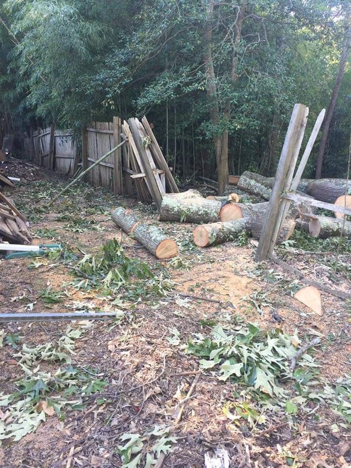 Wooded yard with cut logs, stacked boards, and scattered branches on the ground