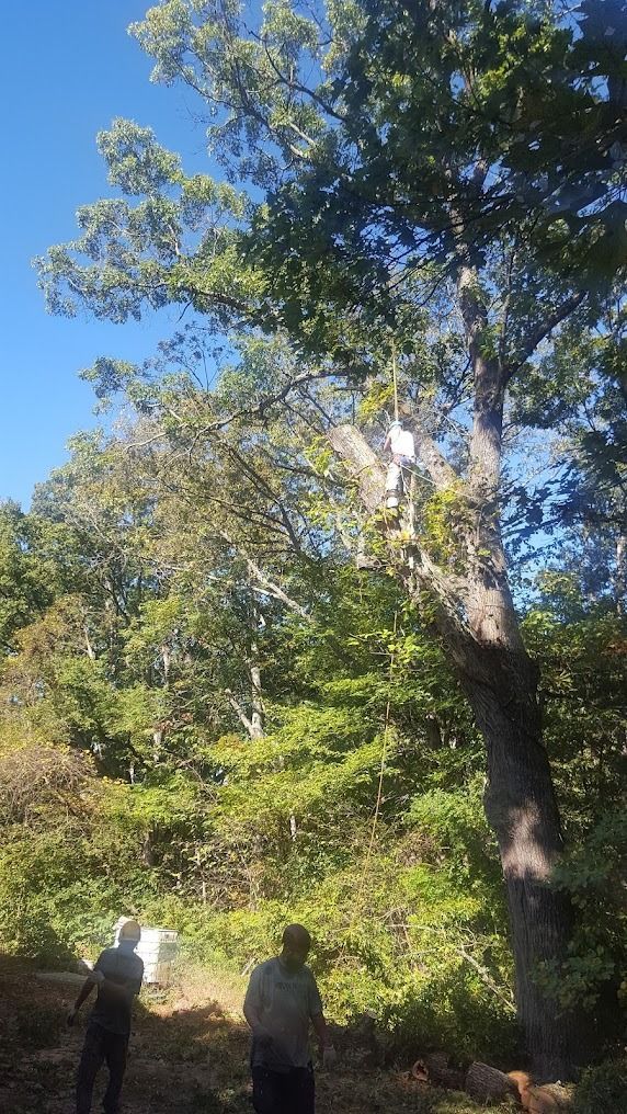Two people standing by a large tree on a sunny wooded hillside under a blue sky