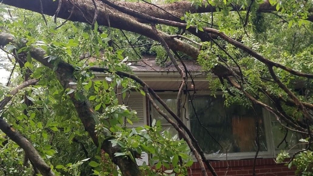 Tree branches with green leaves in front of a house window and roofline