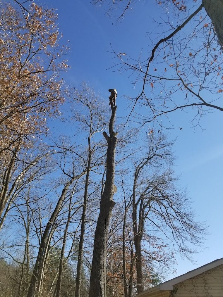 Tall bare tree trunk in a wooded area with a person standing on top, against a blue sky.