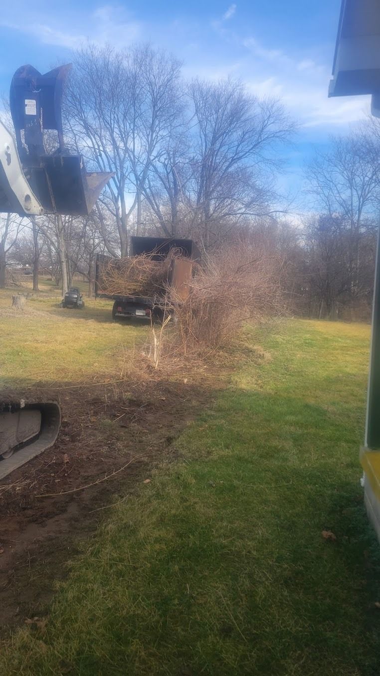 Leafless trees and a grassy yard with a small wooden structure under a blue sky.