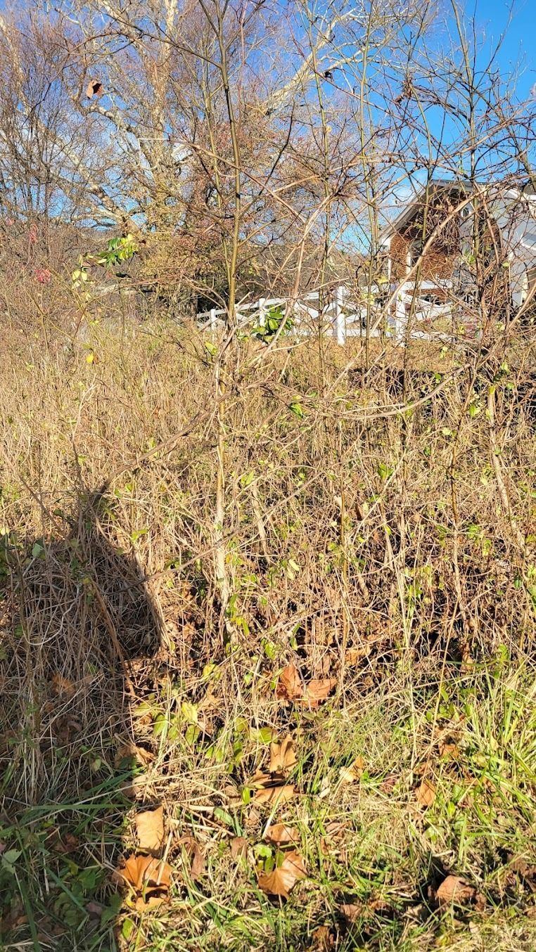 Overgrown backyard with bare trees, tangled shrubs, and sunlight on winter foliage