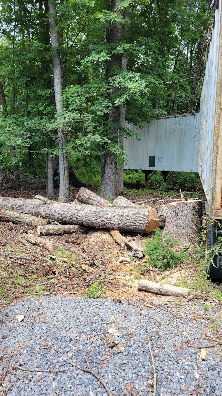 Two fallen trees block a gravel driveway beside a wooded yard and a small shed.
